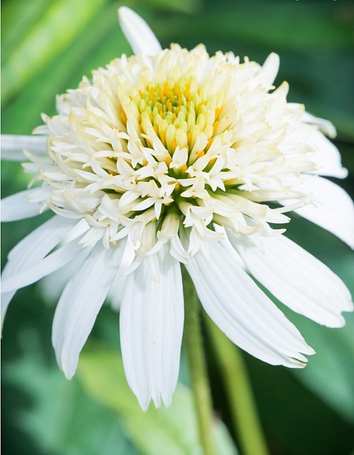 Эхинацея Уайт Дабл Делайт 